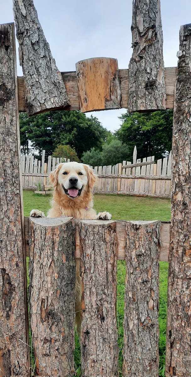 Hello! Would you like join me?
#Goldenretrievers #dogsoftwitter