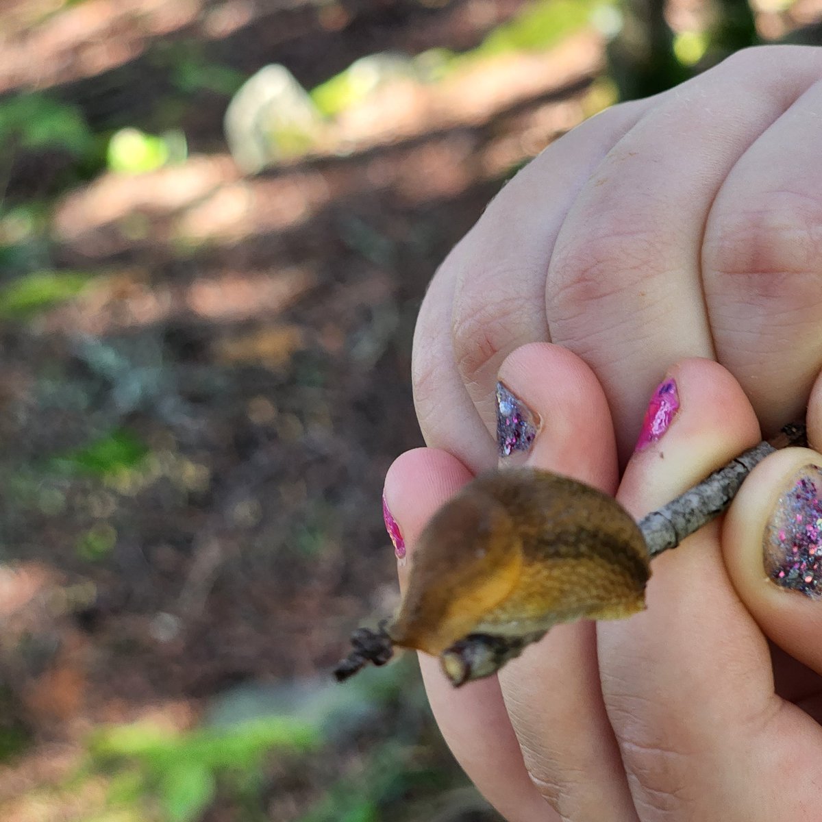 Fungus and slugs 
#nature
#fungi
#onthelake
#upnorth