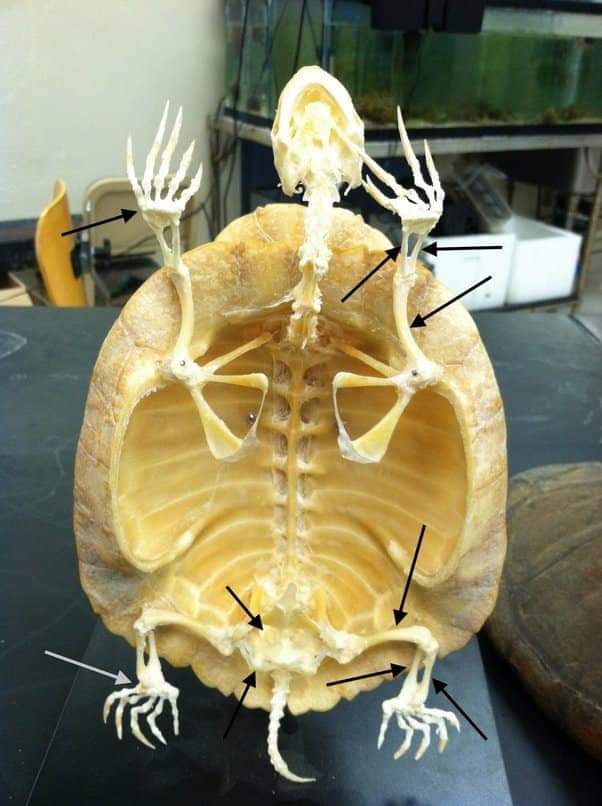 سبحان الخالق