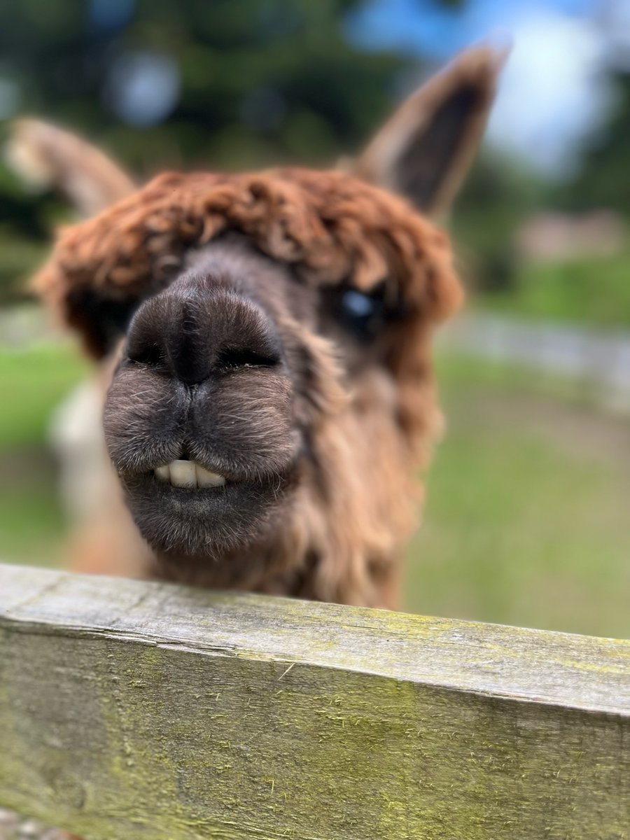 Hello my name is Scooter! What's your name? I like snacks. Do you like snacks? I like friends. Do you like friends? Would you like to be Best friends?