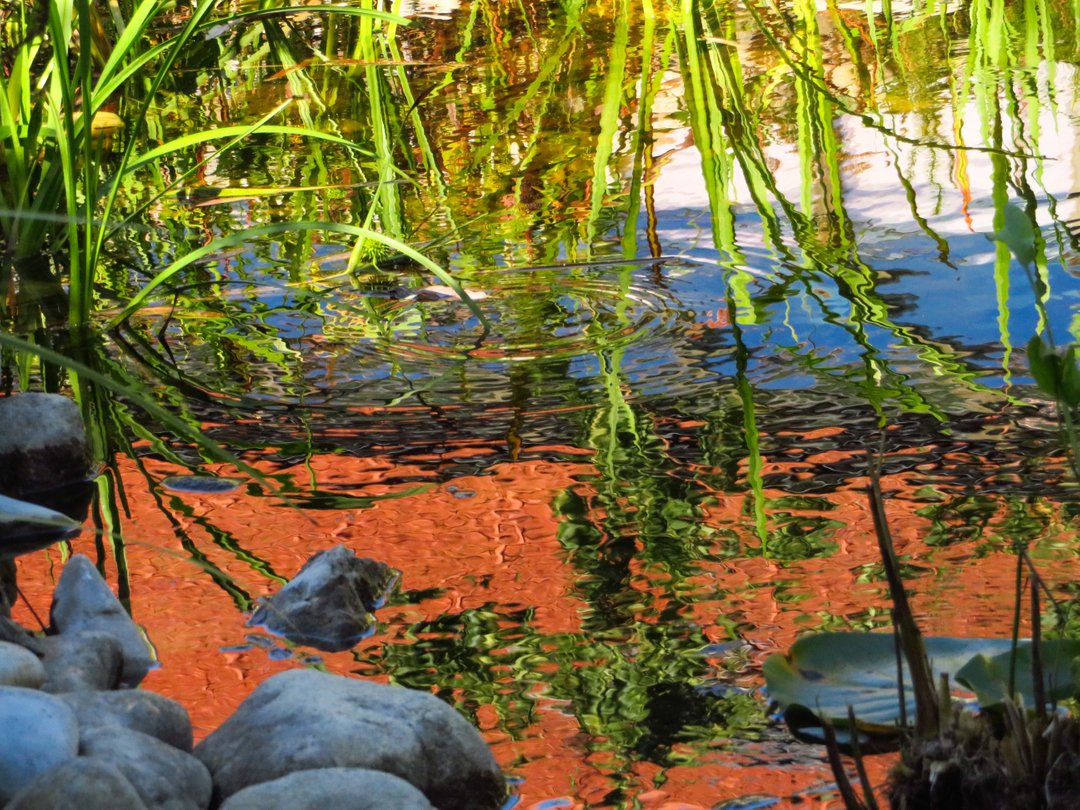 aircake's tweet image. Deep summer

#pondreflection #pond #reflection #nature #naturephotography #trees #naturelovers #fallcolors #raw #waterreflection #fall #reflectionphotography #landscapephotography #reflections #pondlife #pondreflections #autumn #sunset #treesofinstagram #landscape #pondphotograp
