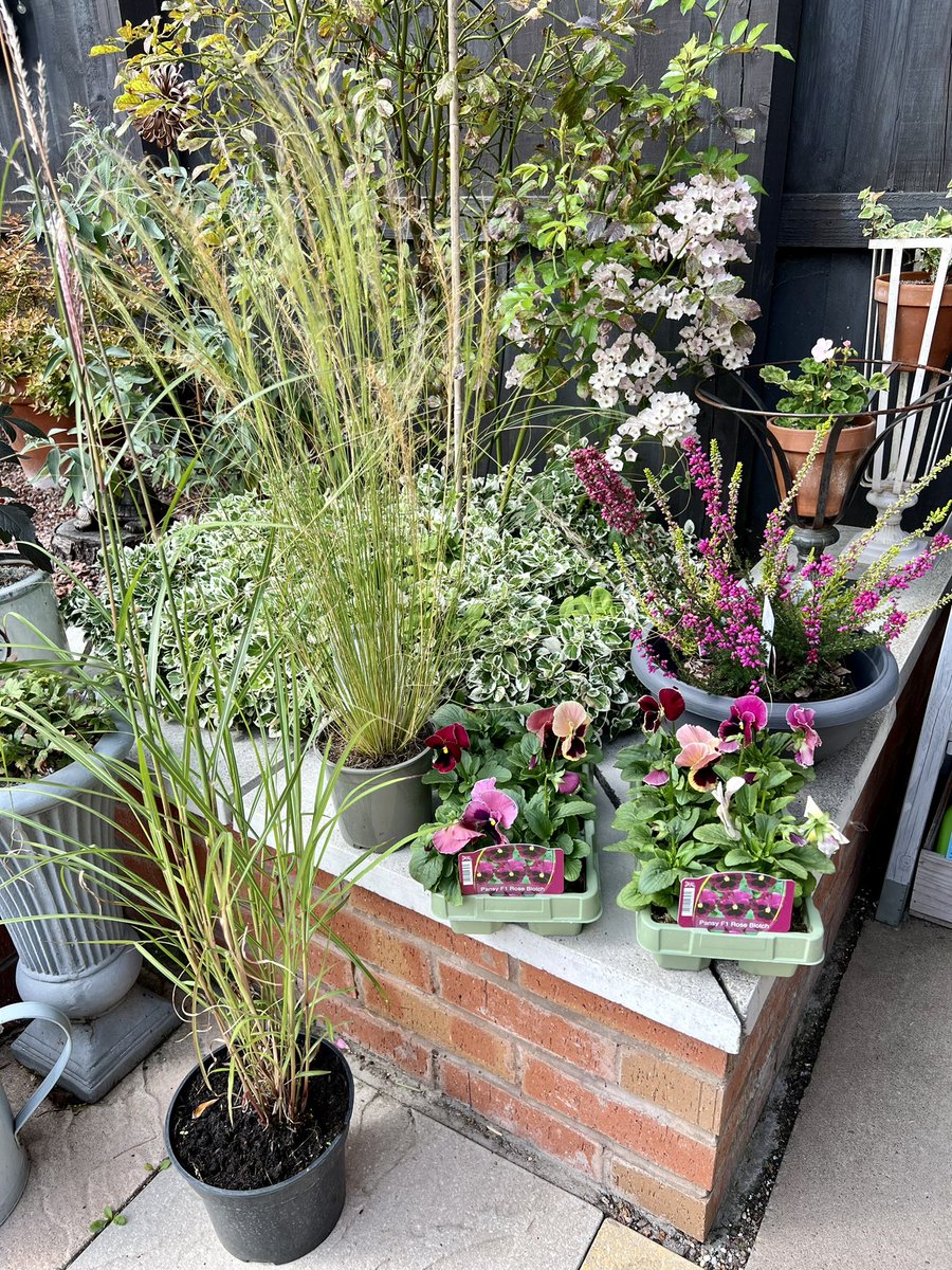SamBobHaydon's tweet photo. Little trip to my fave GC for a cream tea and a mooch, then these fell in my boot….🌾🌺
Miscanthus & Pony Tails
Erica for the rockery
Favourite pansies Rose Blotch
😍🙌😍🙌
Pics of their glorious gardens incoming!
#GardeningTwitter #Oakgate https://t.co/zoGaKgIMDy