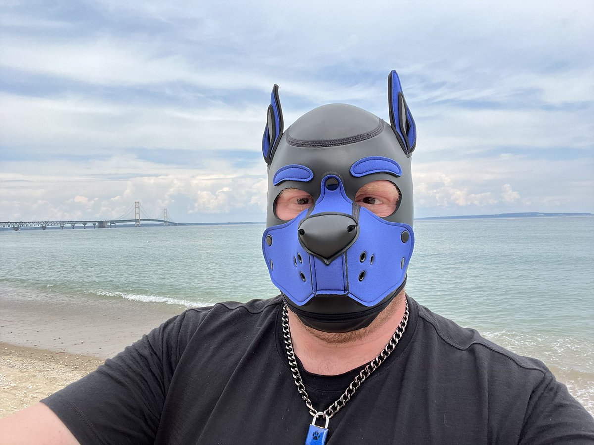 ThePupWinston's tweet photo. Puppy found a bridge! https://t.co/0pCojZfCKO