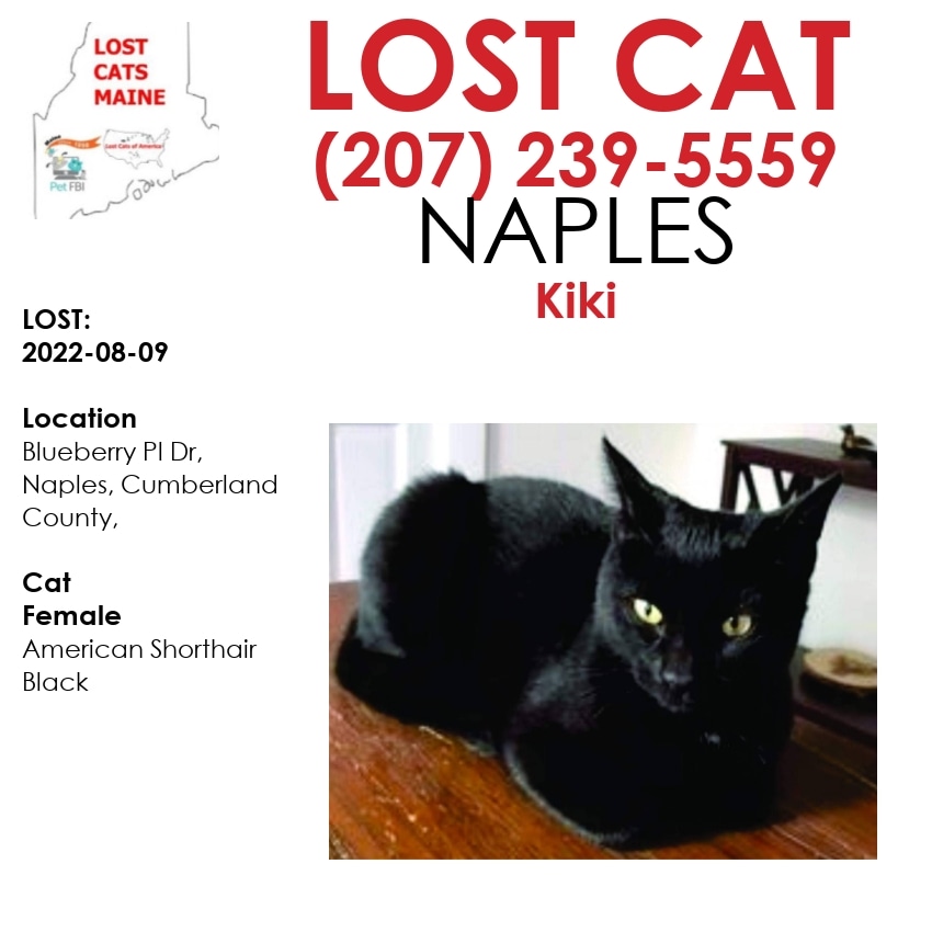 LostDogsMaine's tweet photo. #Lost  #Cat - 
Date Lost:  2022-08-09 
 Cat's Name: #Kiki 
Breed of  Cat:  American Shorthair 
Gender:  Female 
Closest Intersection:  Blueberry Pl Dr, Naples, Cumberland County, ME, US, 04055. #ME 
Zip Code:  04055 
Color:  Black https://t.co/vPgQLBxoJu
