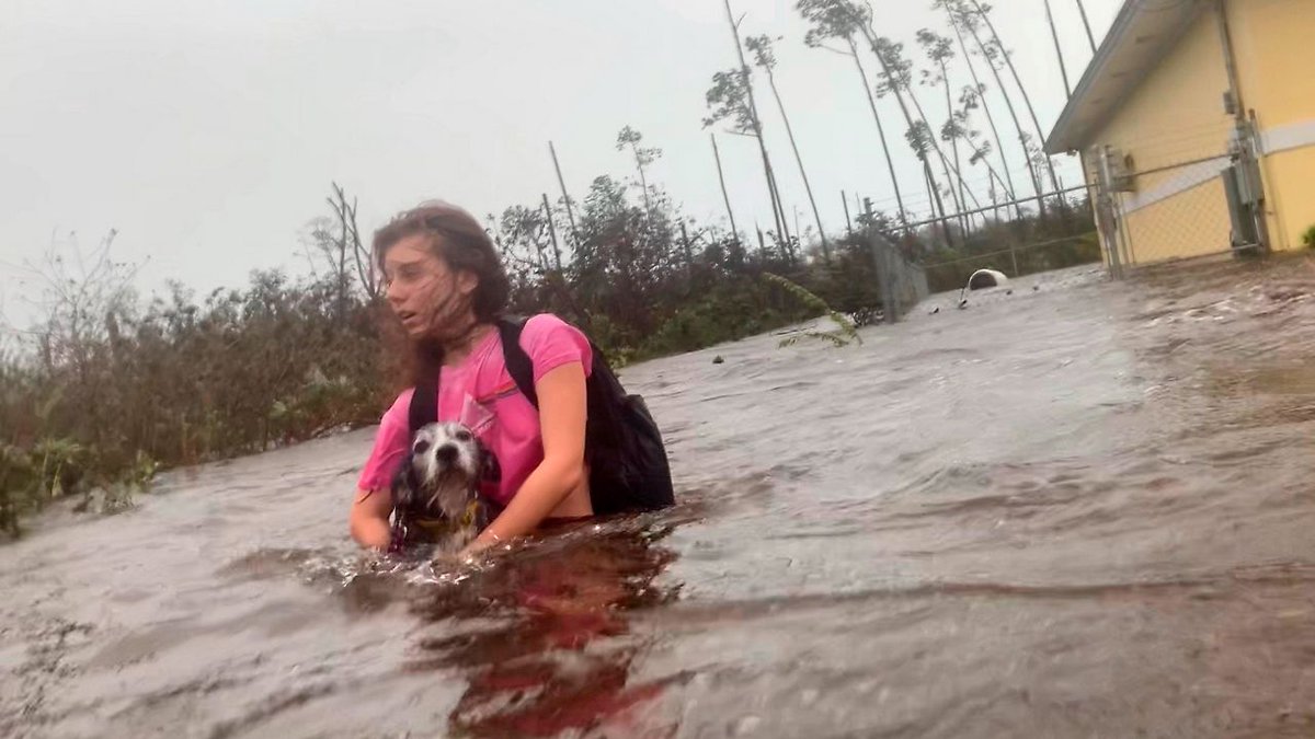 catrisky's tweet photo. Don't forget pets when preparing for hurricanes: Red Cross - Spectrum News NY1 https://t.co/cGifZLk1KK https://t.co/BxVjrTthcw
