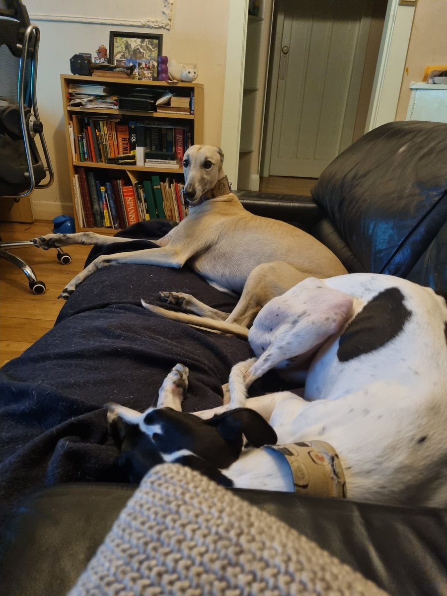The_Atraxas's tweet photo. Just my dogs.. thats it.. https://t.co/v5XRUvsX20