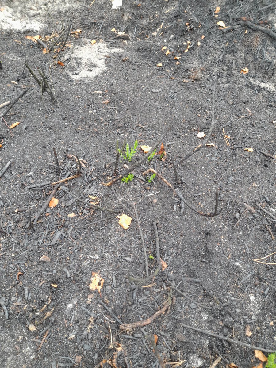 Beautiful walk around <a href="/nationaltrust/">National Trust</a> Frensham Ponds. 💔Heart breaking  to see the fire damage, but some hope with the new growth coming through
#ClimateEmergency #heatwave #nature