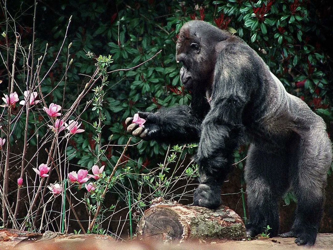 kaaauthor's tweet image. This morning, I'm thinking about Ivan, who died ten years ago on this date. It's no secret that his life had a bumpy start. But I'm grateful that he was able to spend so many happy years with Jodi Carrigan and the incredible team at @ZooATL. ❤️ 

#TheOneAndOnlyIvan #mglit