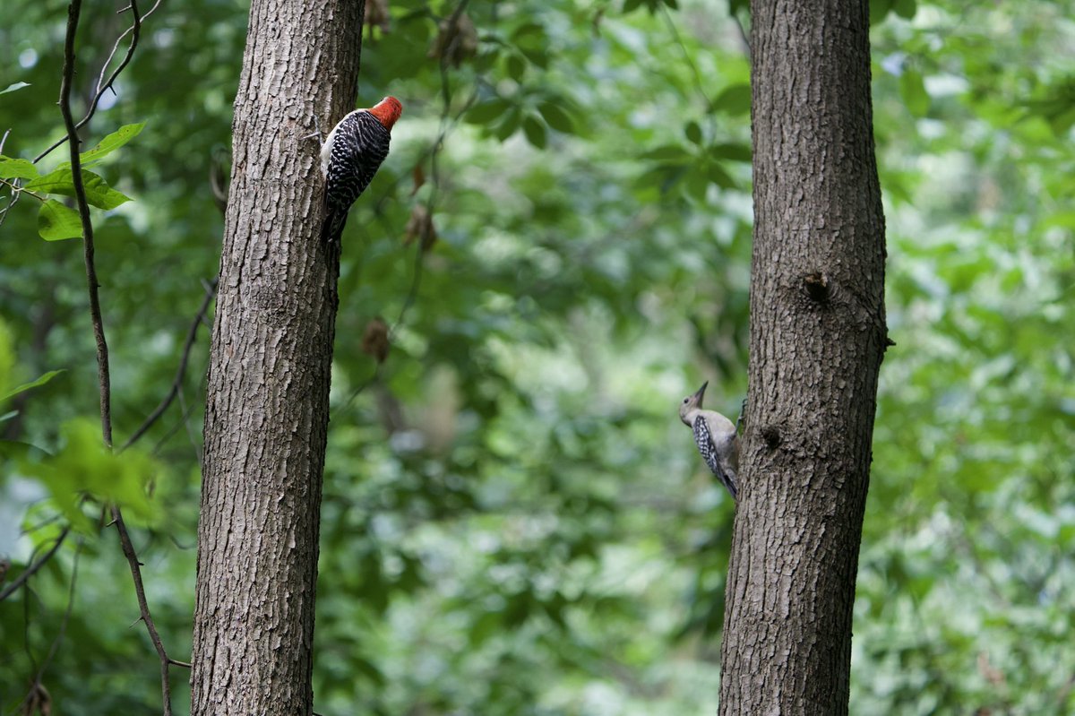 RobC515's tweet photo. Great Crested Flycatcher, a pair of Red-bellied Woodpeckers, a grateful Downy Woodpecker, &amp; Warbling Vireo (lifer) in the North Woods this weekend. @BirdCentralPark @CentralParkNYC #birdcpp #birdwatching https://t.co/ZmEPgpdYXN
