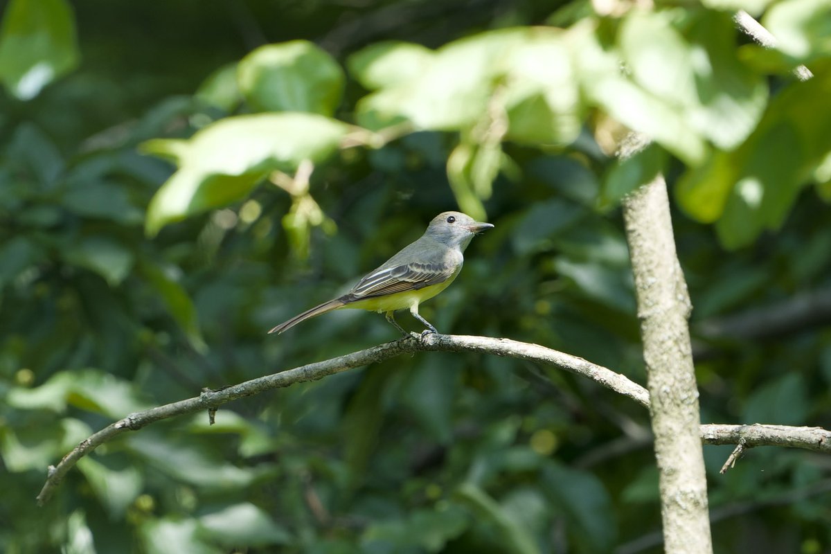 RobC515's tweet photo. Great Crested Flycatcher, a pair of Red-bellied Woodpeckers, a grateful Downy Woodpecker, &amp; Warbling Vireo (lifer) in the North Woods this weekend. @BirdCentralPark @CentralParkNYC #birdcpp #birdwatching https://t.co/ZmEPgpdYXN