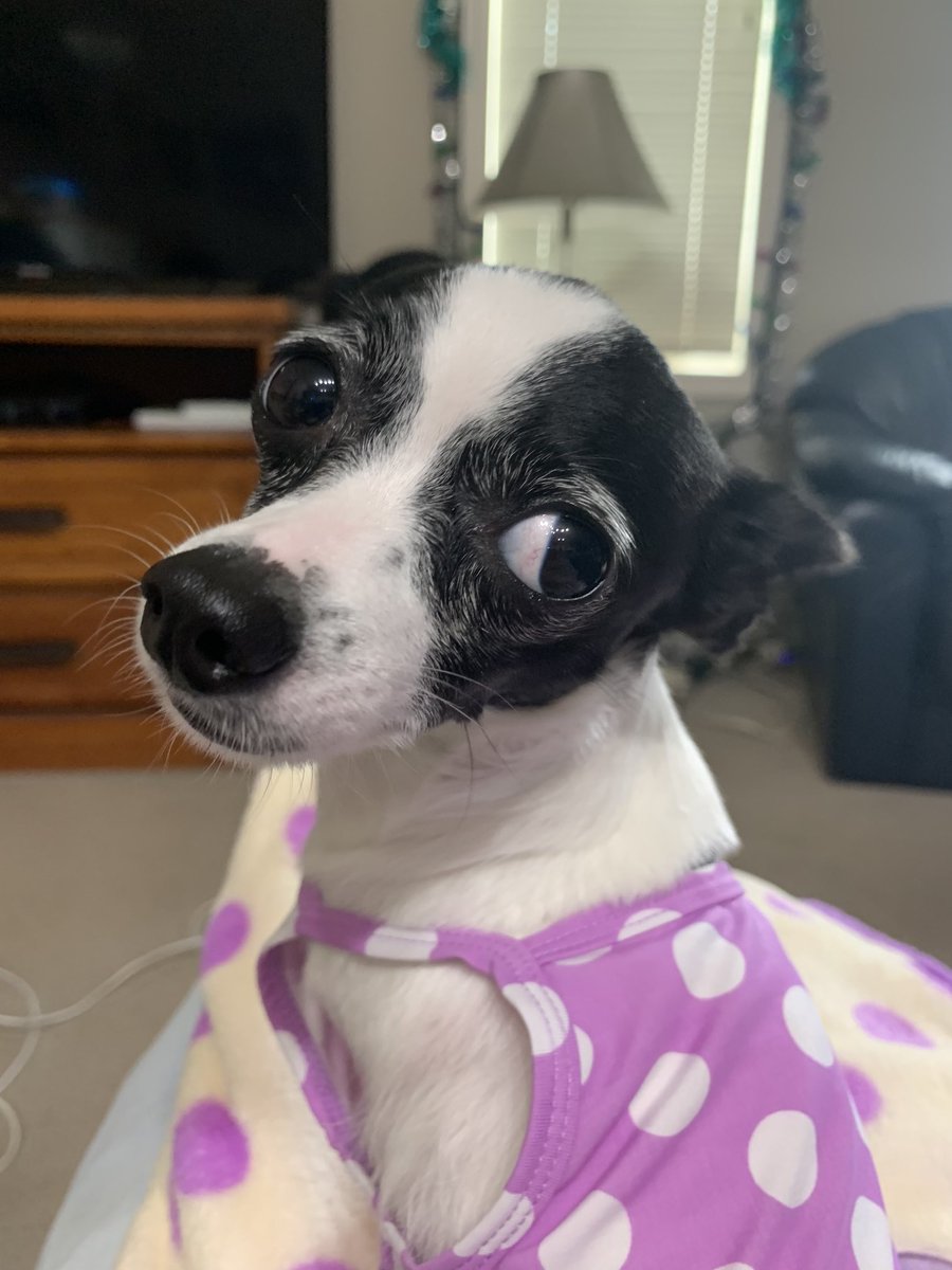 Puppymom91's tweet photo. Hola eberypawdiez! Happy Sunday! I’m going on a car ride with Mommy and Daddy and maybe to the big mall. I, Princess Di-Di hopez youz alkz havez a pawtabulouz day and week! Loviez and kizziez! ❎🅾️💜😘💞🤗🐾🐾👑🌸💖🥰 #PrincessDiDi #TripawdLife #DogsOfTwitter #TripawdRescueChi https://t.co/XxhJEv0fsp