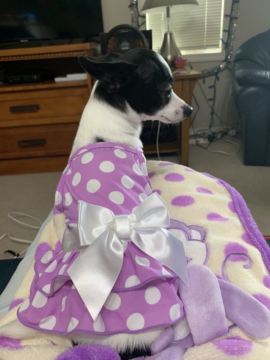 Puppymom91's tweet photo. Hola eberypawdiez! Happy Sunday! I’m going on a car ride with Mommy and Daddy and maybe to the big mall. I, Princess Di-Di hopez youz alkz havez a pawtabulouz day and week! Loviez and kizziez! ❎🅾️💜😘💞🤗🐾🐾👑🌸💖🥰 #PrincessDiDi #TripawdLife #DogsOfTwitter #TripawdRescueChi https://t.co/XxhJEv0fsp