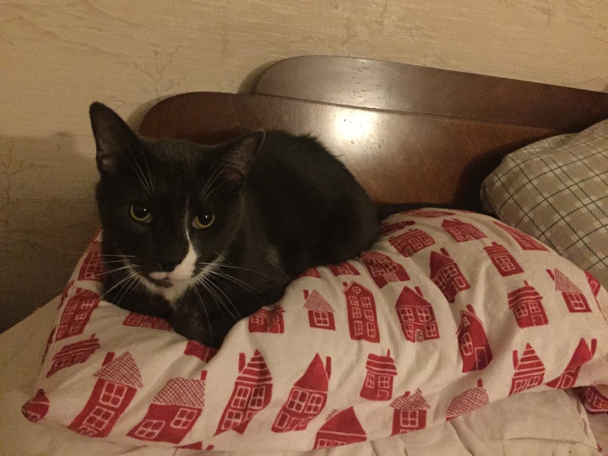 coalsparks's tweet photo. @JortsTheCat We got a new *texture* - instead of pate it was shreds in gravy.  I loved it so much I'm gonna sleep on her pillow. https://t.co/iVIorfWIlY