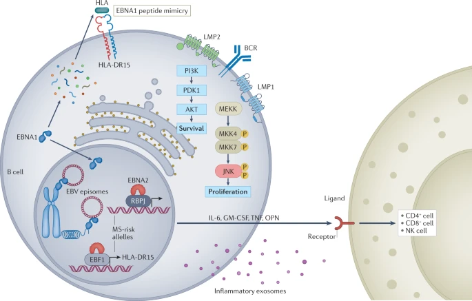 A diagram explaining how the protein EBNA1 from Epstein–Barr virus (EBV) could contribute to MS by enhancing the proliferation and survival of autoreactive memory B cells. nature.com/articles/s4157…