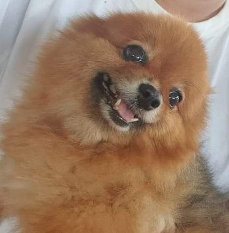 gleng1007's tweet photo. 😭😭😭😭😭 my baby nasan ka na ba 😭😭😭 https://t.co/AHftIz4TMQ