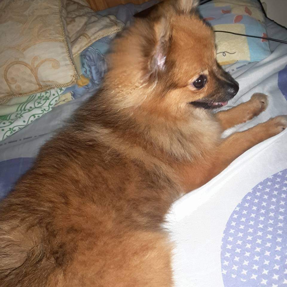 gleng1007's tweet photo. 😭😭😭😭😭 my baby nasan ka na ba 😭😭😭 https://t.co/AHftIz4TMQ