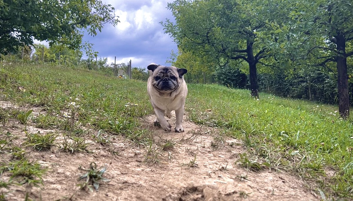 Maurice_the_Pug's tweet photo. Today we had a big summer storm 🌩 but we’re brave and it didn’t stop us from enjoying our Sunday afternoon outdoor 😃😁
Here is our video ➡️ https://t.co/ay2aTONwn1
#MauriceThePug #BubbleThePug #TheUniverseOfMaurice #storm #nature #summer #weekend #pug #puglife #happydog https://t.co/BkqLwAq3cO