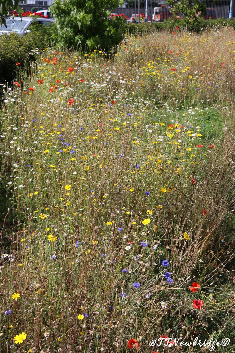 Newbridge Tidy Towns Association #DroicheadNua tweet media