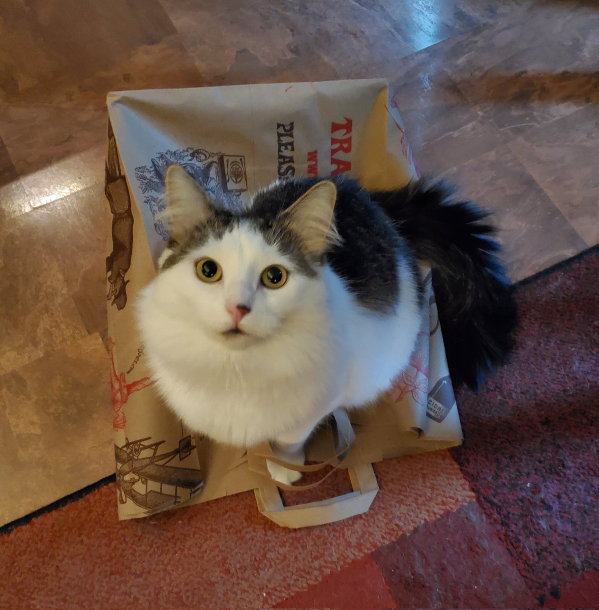 CatMomSays's tweet photo. The real reason we go to #TraderJoes. #CatMom #CatMomSays #CatsOnStuff #CatsWithBags #CatsOfTwitter #CatsOnTwitter #Cats #Cat https://t.co/BrlslQ7ZWV