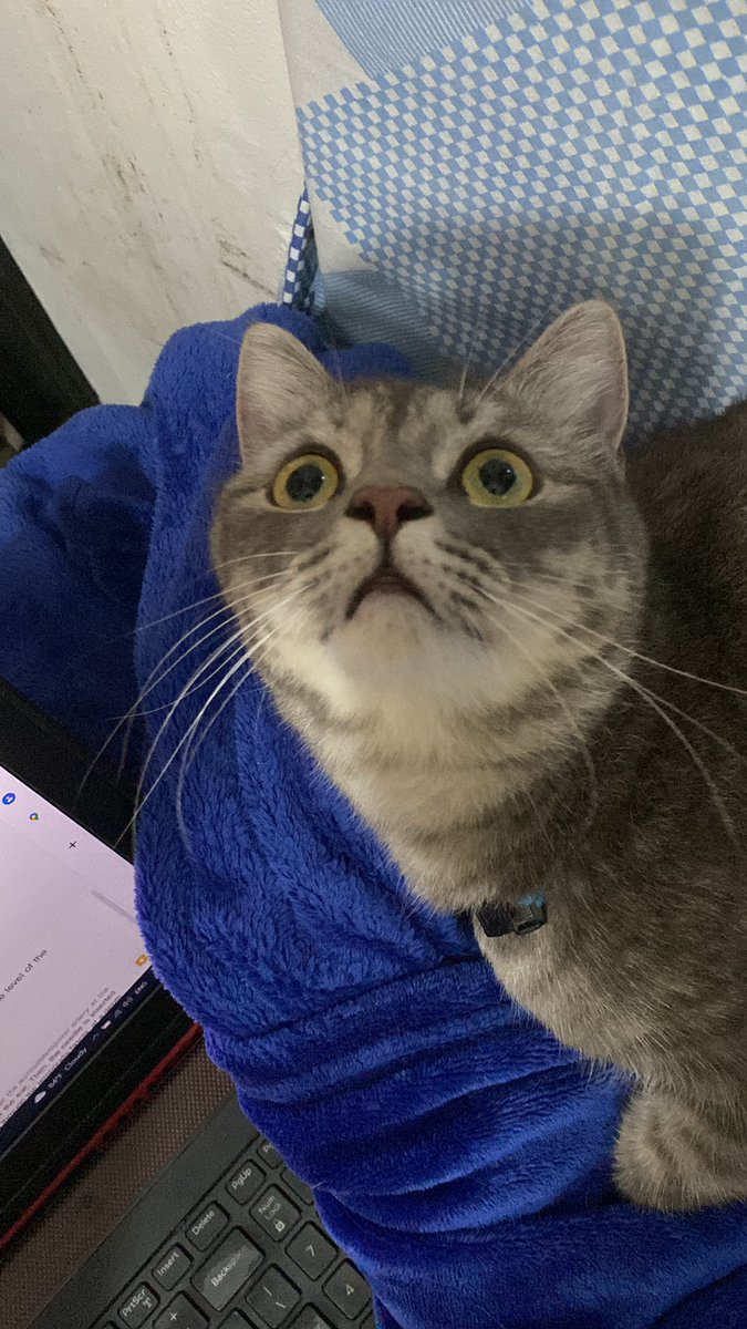 mookieperscot's tweet photo. im shooketh

#catsoftwitter #catlovers #catsofmanila #catsofph https://t.co/G128OvtRtI