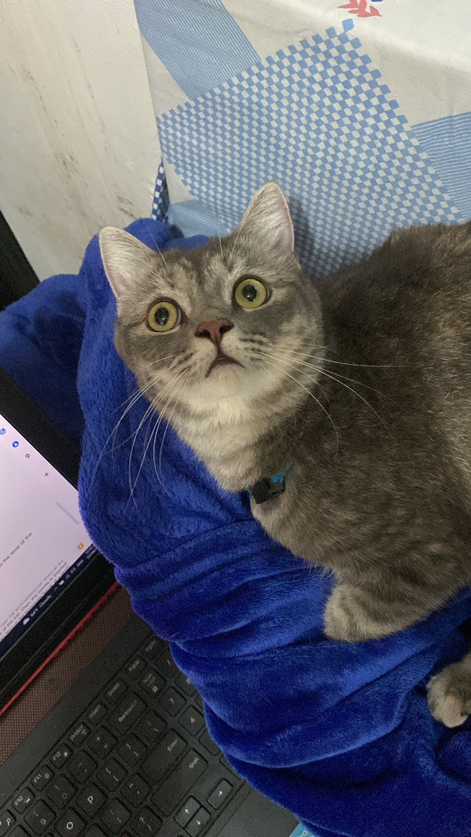 mookieperscot's tweet photo. im shooketh

#catsoftwitter #catlovers #catsofmanila #catsofph https://t.co/G128OvtRtI