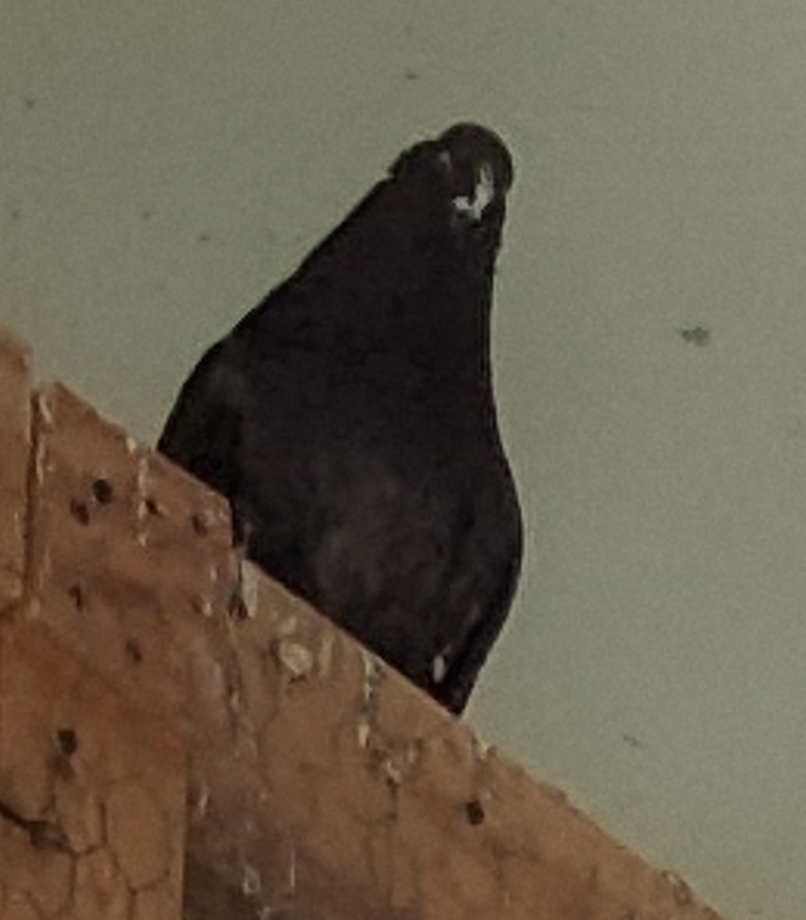 GatsAndBuns 🔫🍑 on Twitter "I'm taking lewds where my birds live now