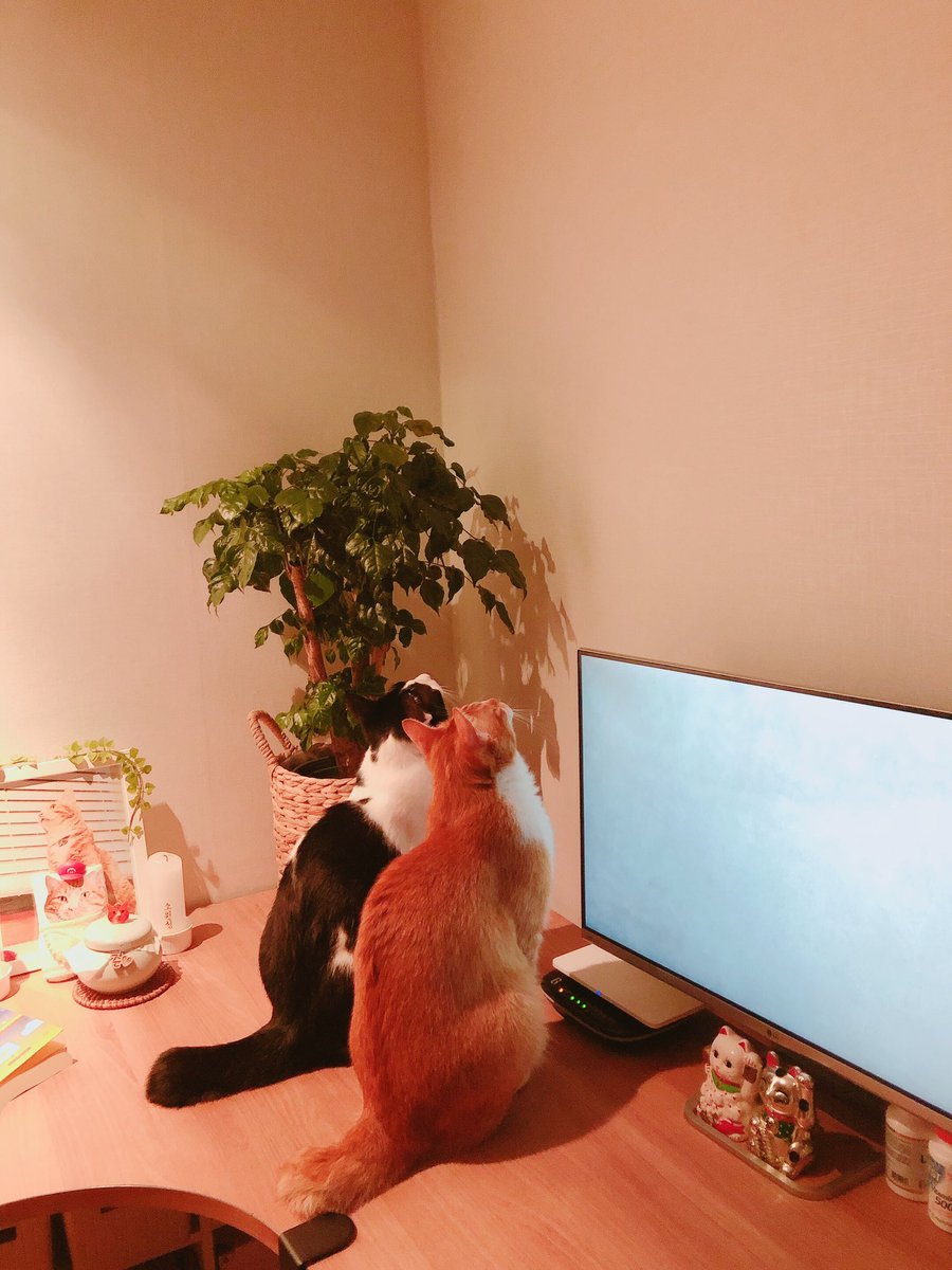mommboss's tweet image. 너무 무섭다 미치광이 고양이 2마리가 새벽 1시 54분에 한곳을 보고 있는 장면.........