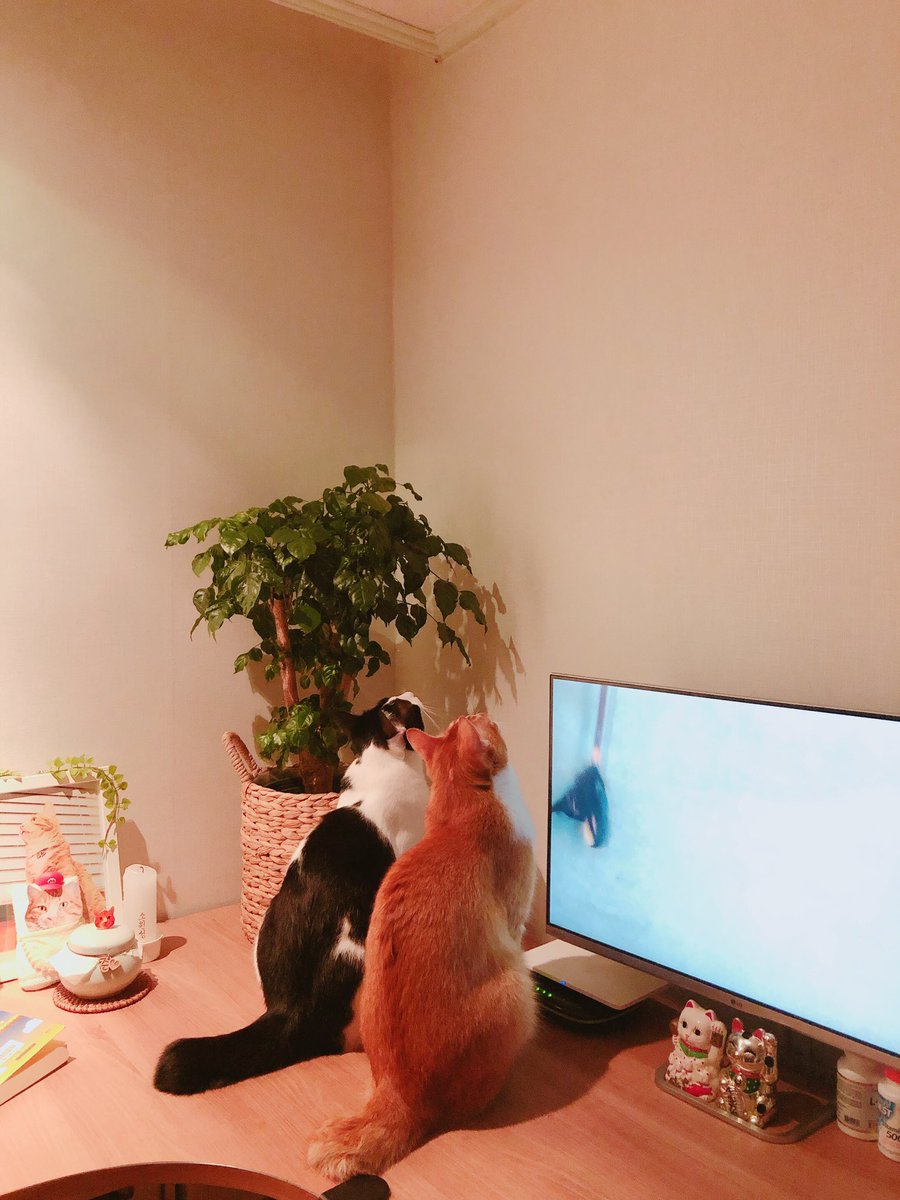 mommboss's tweet image. 너무 무섭다 미치광이 고양이 2마리가 새벽 1시 54분에 한곳을 보고 있는 장면.........