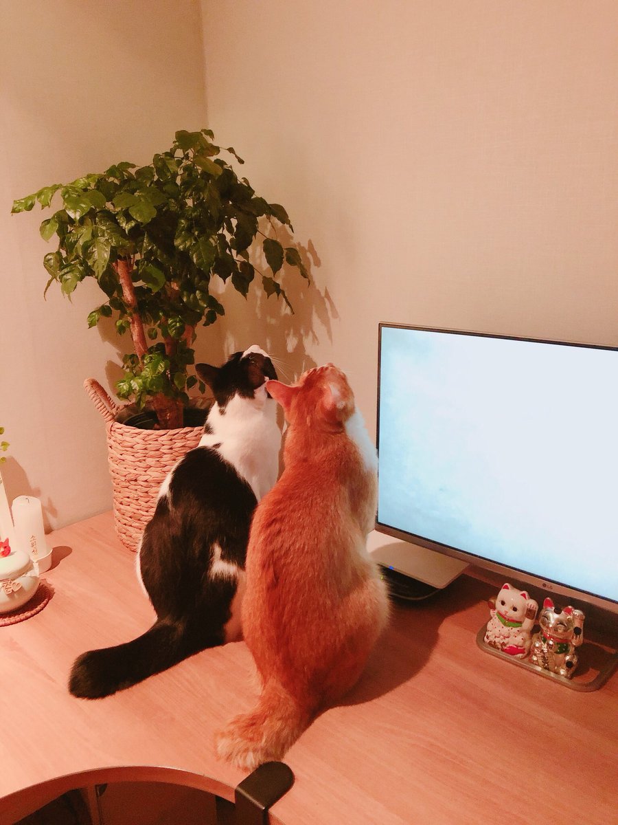 mommboss's tweet image. 너무 무섭다 미치광이 고양이 2마리가 새벽 1시 54분에 한곳을 보고 있는 장면.........