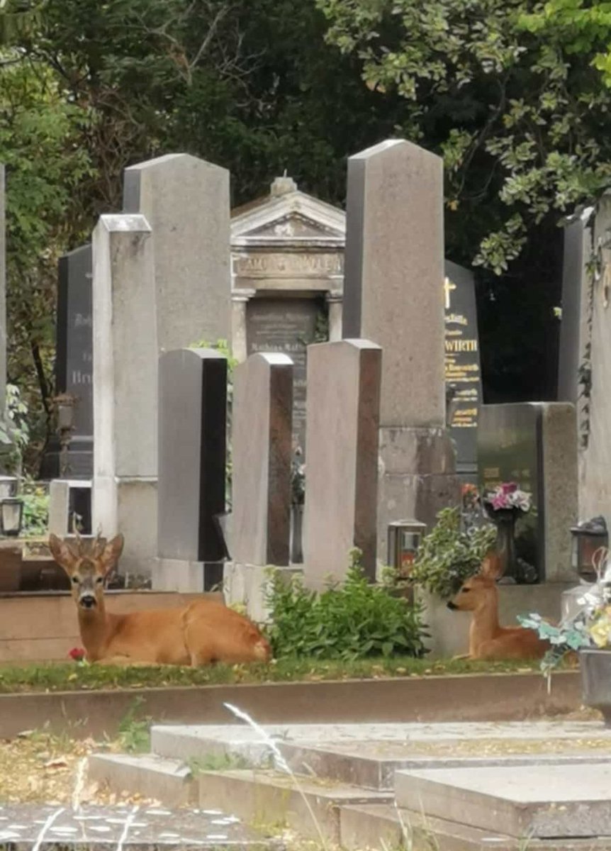Missfairytale3's tweet photo. Diese 2...Entweder sie spielen neben der Strasse oder sie lungern am Friedhof rum... https://t.co/IdlKiI2c6Q