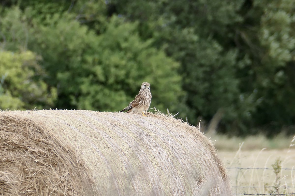 Only started photography this year, so just having fun at the moment. A young kestrel was an obliging model today at a sunny #Goldcliff #wildlifephotography #birding