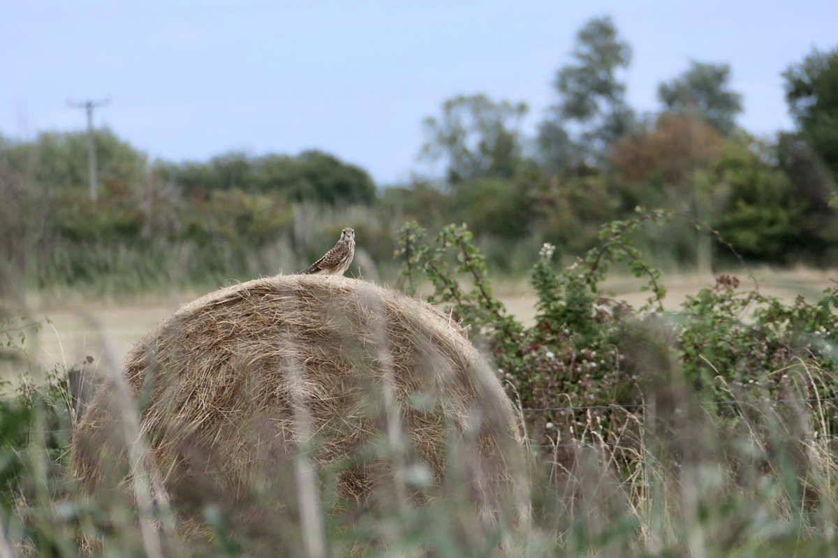 ChrisWilliams12's tweet photo. Only started photography this year, so just having fun at the moment. A young kestrel was an obliging model today at a sunny #Goldcliff #wildlifephotography #birding https://t.co/xwAE8Q7XFQ