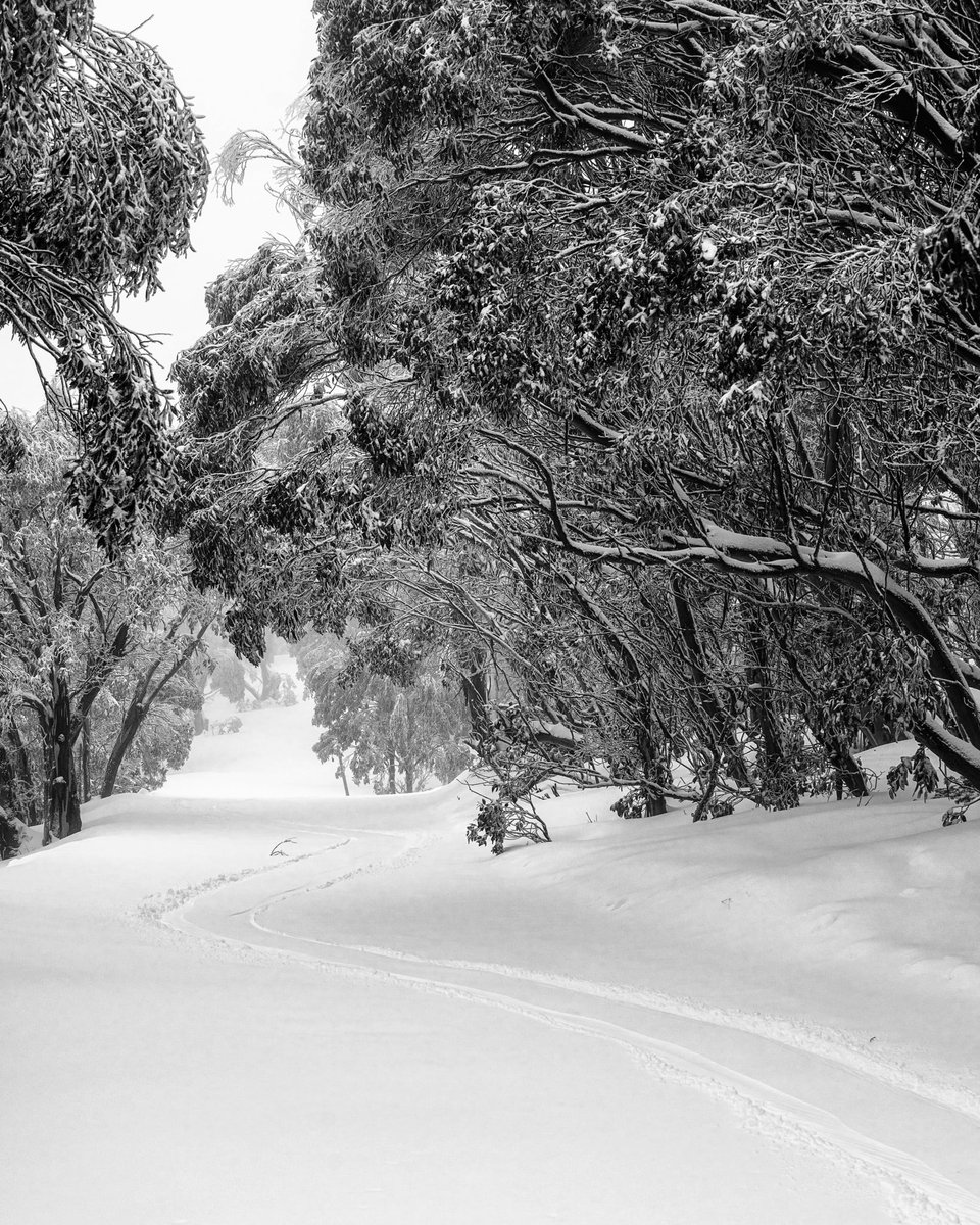 One of life's pure delights... making fresh tracks in the snow.

#fallscreek #victoriashighcountry #snow #visitvictoria #seeaustralia #freshtracks #freshsnow #snowday #abcmyphoto #sonyalphaanz #exploringaustralia #snowphotography #holidayherethisyear