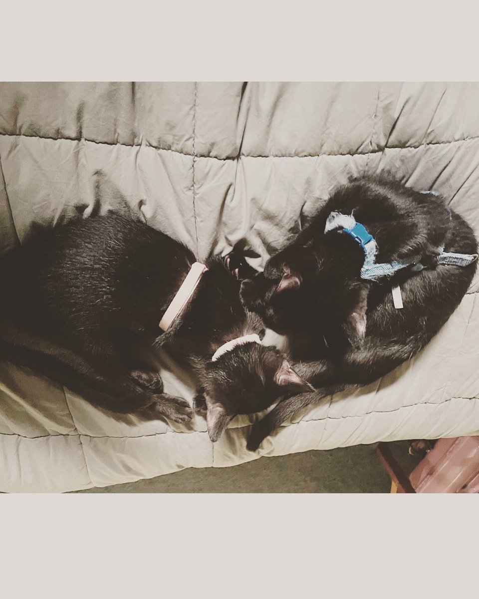 ItMacklyn's tweet photo. Good afternoon! So glad you made it! Just a little #blackcatlove from Starbuck and Apollo, the viper pilot kitties! #blackcat #geeksandgamers #battlestargalactica #viperpilot #NewEnglandRebellionDetachment https://t.co/rONG1jkC8Q