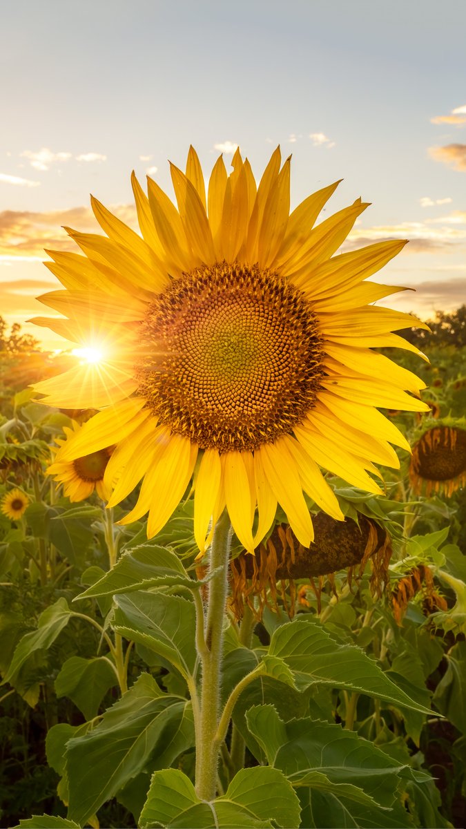 CanonUSA's tweet photo. Photo by Ather A. | "I wanted to capture a sunflower with the sunstar. One of the fields had a lot of sunflowers and the opportunity came during the evening." #ShotOnCanon

📸 #Canon EOS R6
Lens: EF 16-35mm f/2.8L USM https://t.co/1h6mPaEm7i