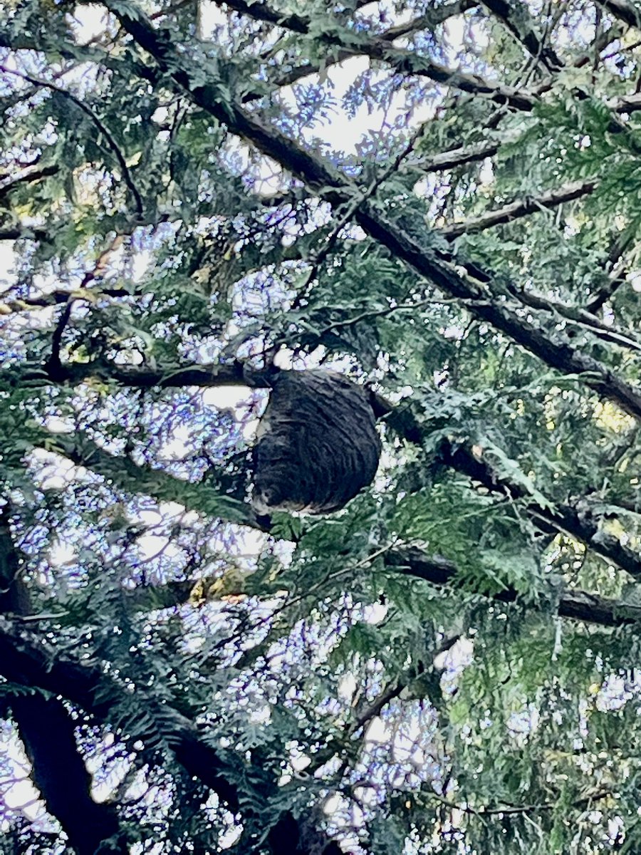 YVR Tree Care tweet media