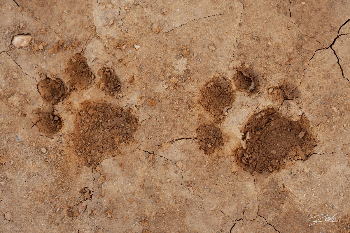 Jaguar tracks 🇧🇷🇧🇷🇧🇷
These cat was very close of my room 🤯🤯🤯