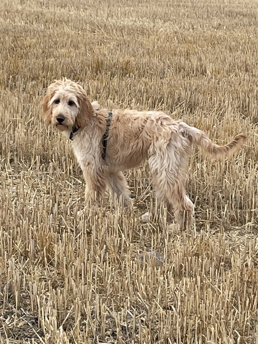 Ke01ales's tweet photo. Great to rediscover the fun of walking the fields with a dog ❤️ https://t.co/mSVIYa1Qr3