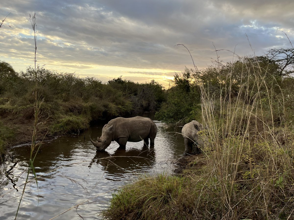 miano's tweet photo. Seen at Nairobi National Park this evening, a rhino and its calf. ❤️ https://t.co/9zMEnAWXUh