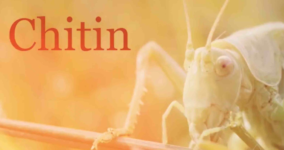 logixca's tweet photo. La chitine de l'exosquelette d'insectes et le danger de CANCER.

https://t.co/e6GS35rBkw

La consommation d'insectes par les humains pourrait engendrer des profits inédits pour la filière des "traitements" contre les cancers.

Mais chut!

Il ne faut pas que les gens le sachent. https://t.co/amCSGsnscs