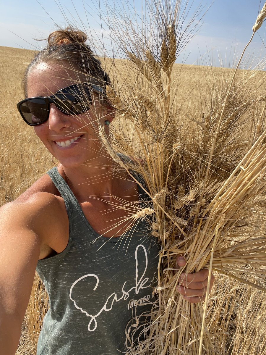 SeCanLauren's tweet photo. Just out here between loads in +35 picking the blackest of the black bearded #durum for wedding bouquets for a friend in Manitoba #SundayFunday #harvest22 #BlackBeardNation #SaskProud #Saskie Sorry MB, back bearded durum is prettier than soybeans any day ๐ #BattleOfThePrairies https://t.co/x7ivQPW1UX