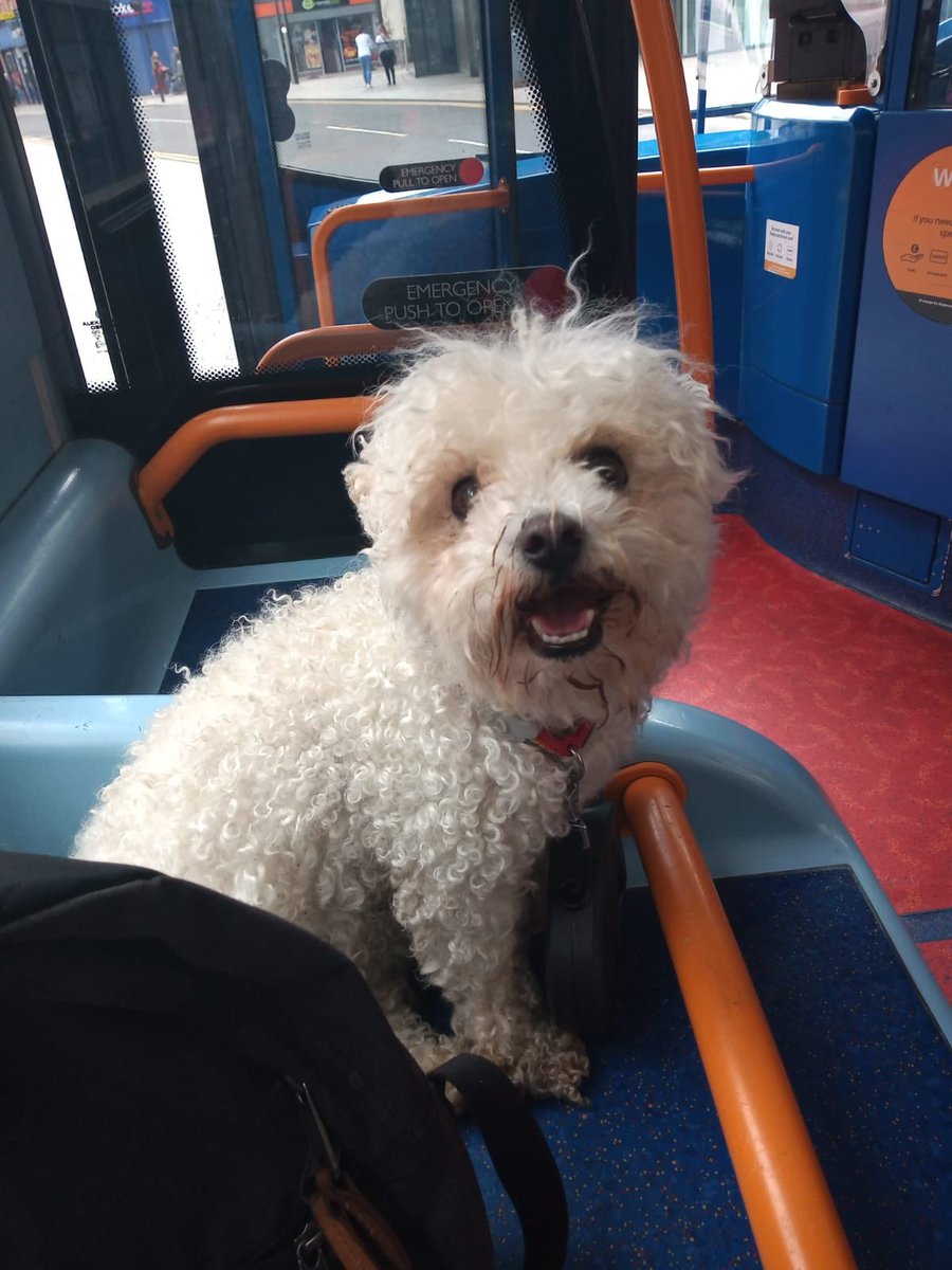 AlanBarton6's tweet photo. @StagecoachWScot one very happy traveller today meeting fellow customers on her trip to Egglington Country Park #bichon #happytraveller #happycustomer https://t.co/LuuFLbd6lb