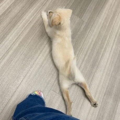 The teeniest, tiniest sploot 🥺

#sploot