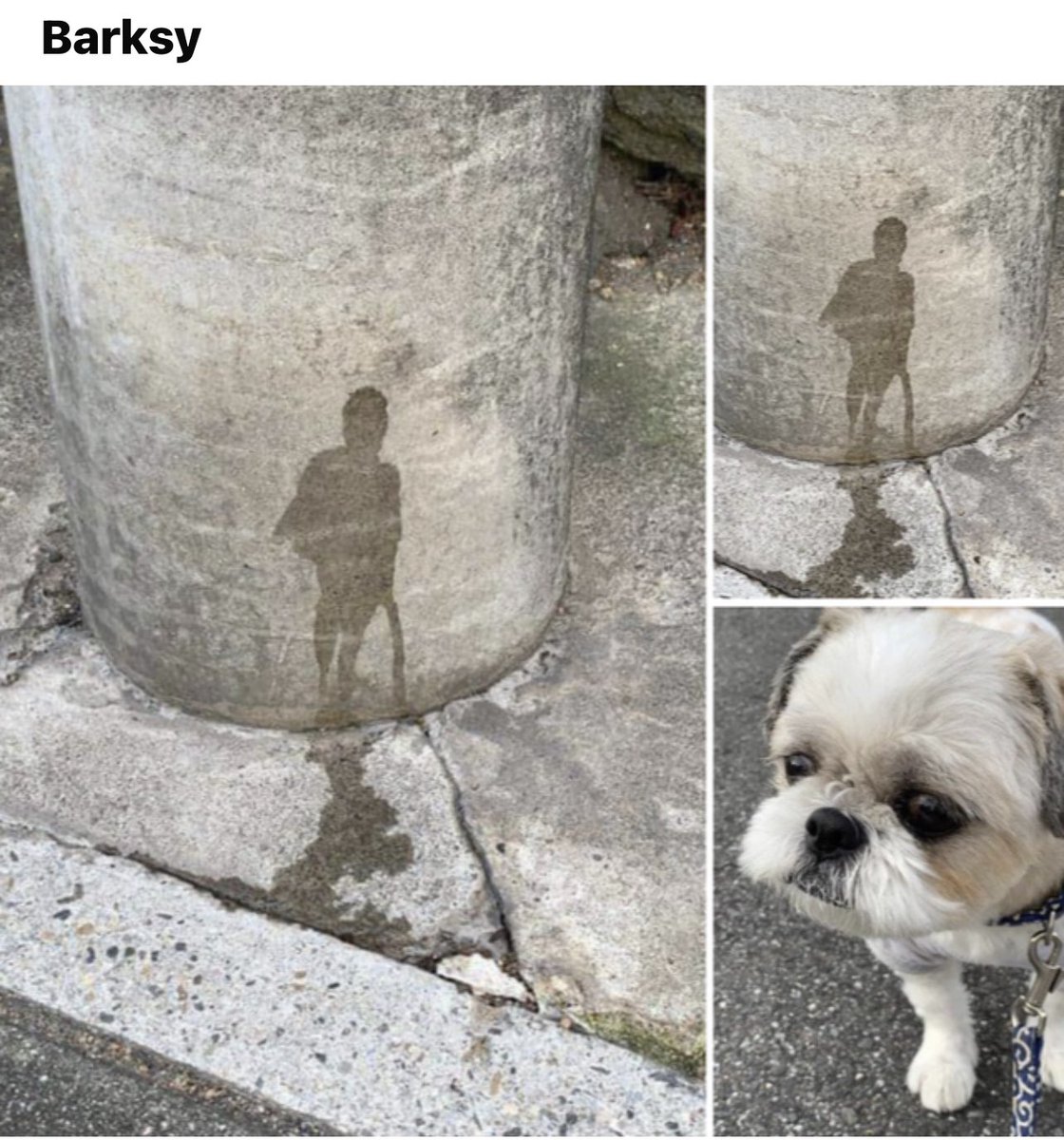 SplashFoto's tweet photo. #barksy ๐คฃ๐พ๐จ๐ผ https://t.co/L0fvrZtiIE