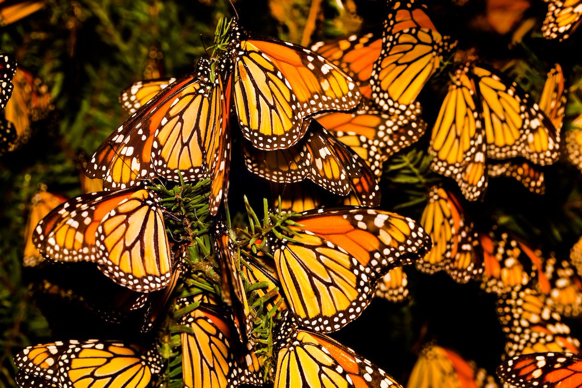 calparks's tweet photo. Happy Sunday! Here is your #Calparks August E-News!
🌲 Meet our Trails for All grantees:
https://t.co/ZcE4JxXo8o
🦋 Urge the governor to protect pollinators:
https://t.co/RNMwPvUoQf
⛰️ Check out our store:
https://t.co/V45VmtKKDX
🌱 Volunteer with us:
https://t.co/VXsB1NiPgK https://t.co/jJKqDMOhMy