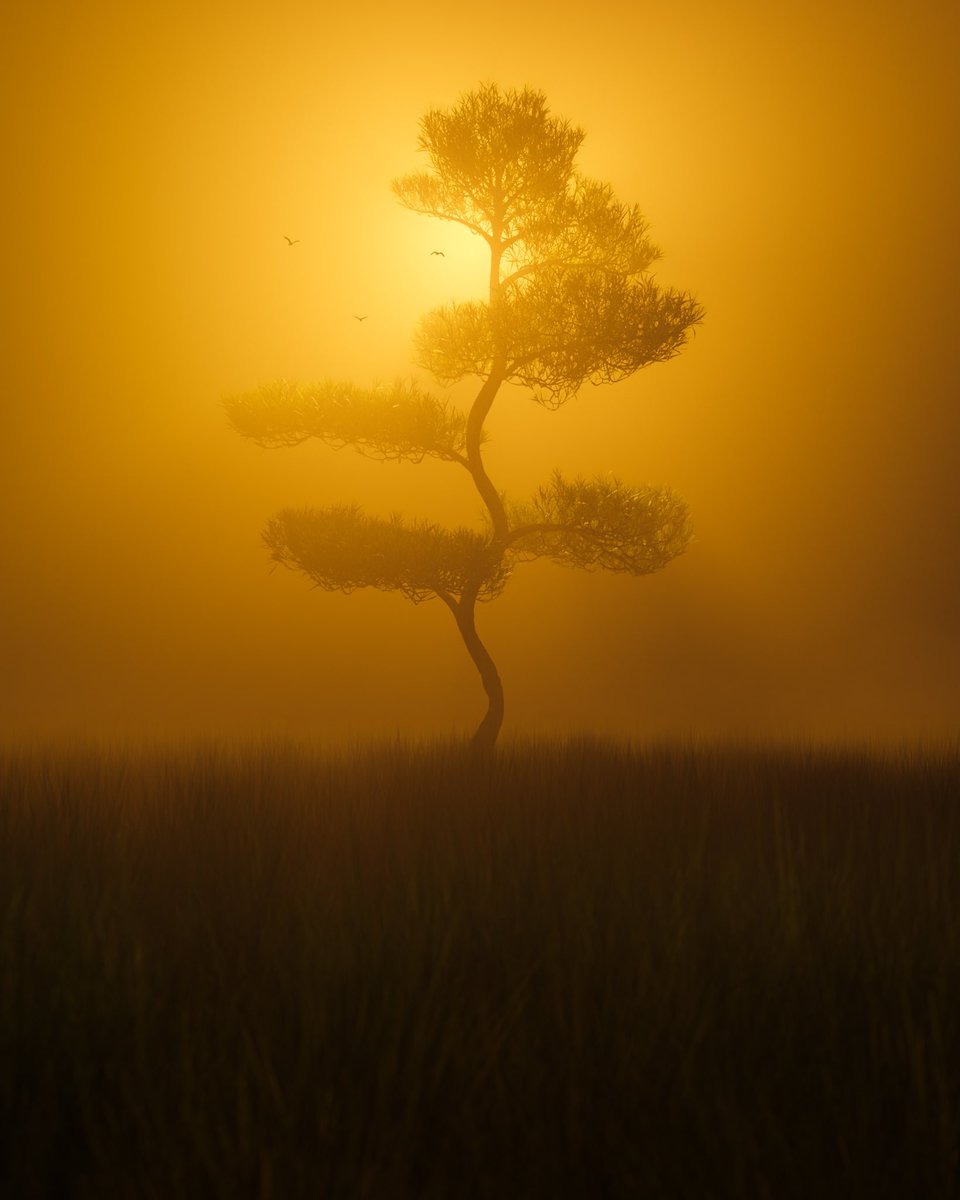 Golden hour 🟠🟡