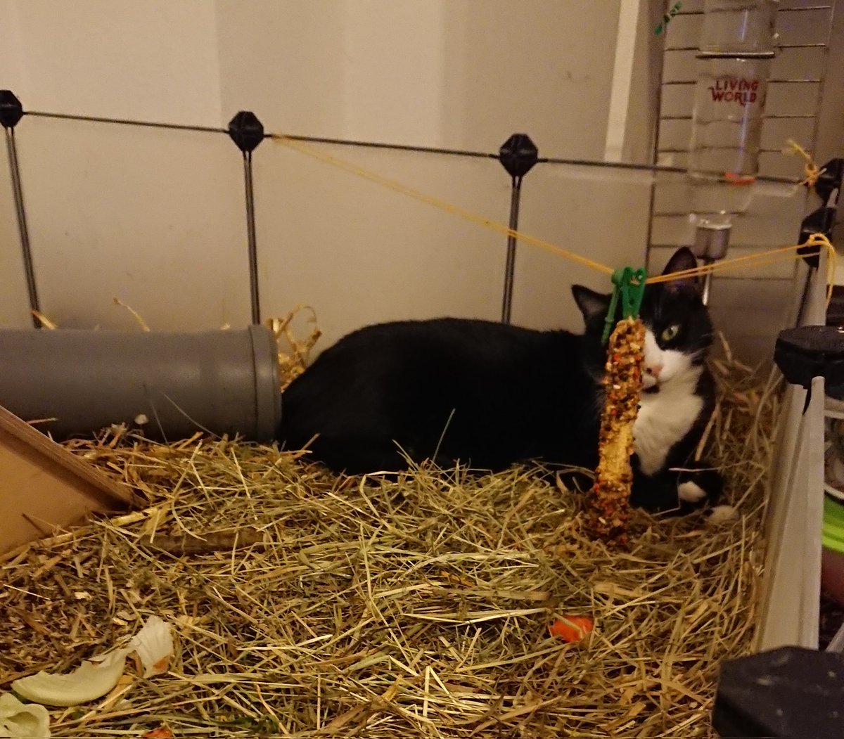 ObstundFell's tweet image. Immer diese merkwürdig-riesigen Meerschweinchen...

#petcontent #catcontent #guineapig