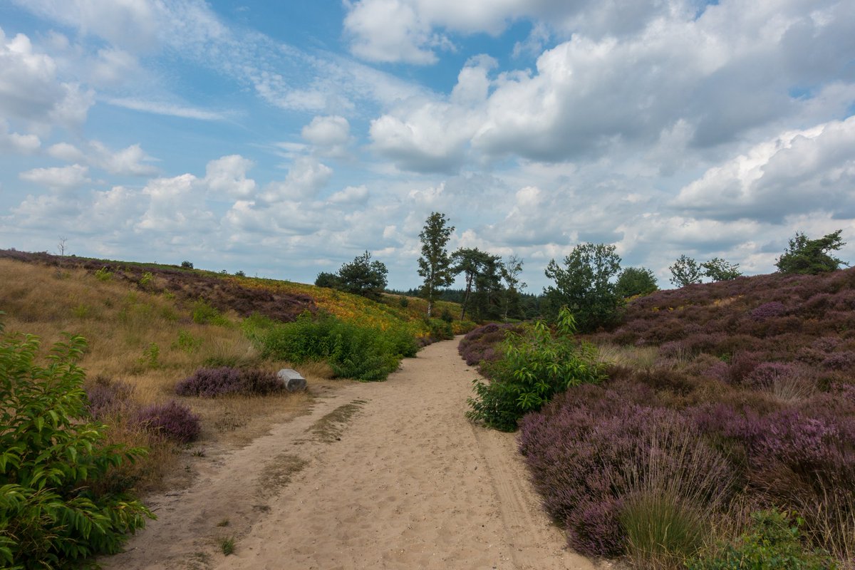 ellenpot's tweet photo. Mooi paars op de Sallandse Heuvelrug .. https://t.co/SUorv4FJzM