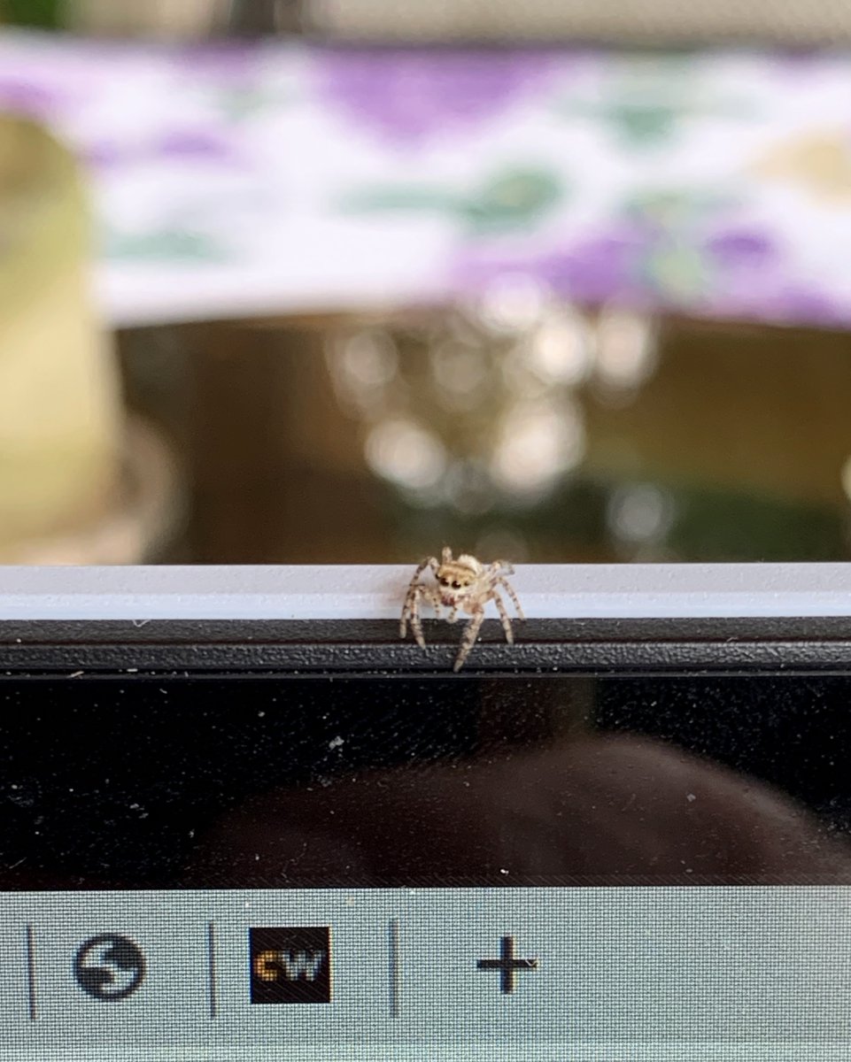 CyberwireB's tweet photo. You never know who will show up when you work on the patio...

#mylittlevisitor #dontjumponme https://t.co/tNCxtw0Kgj