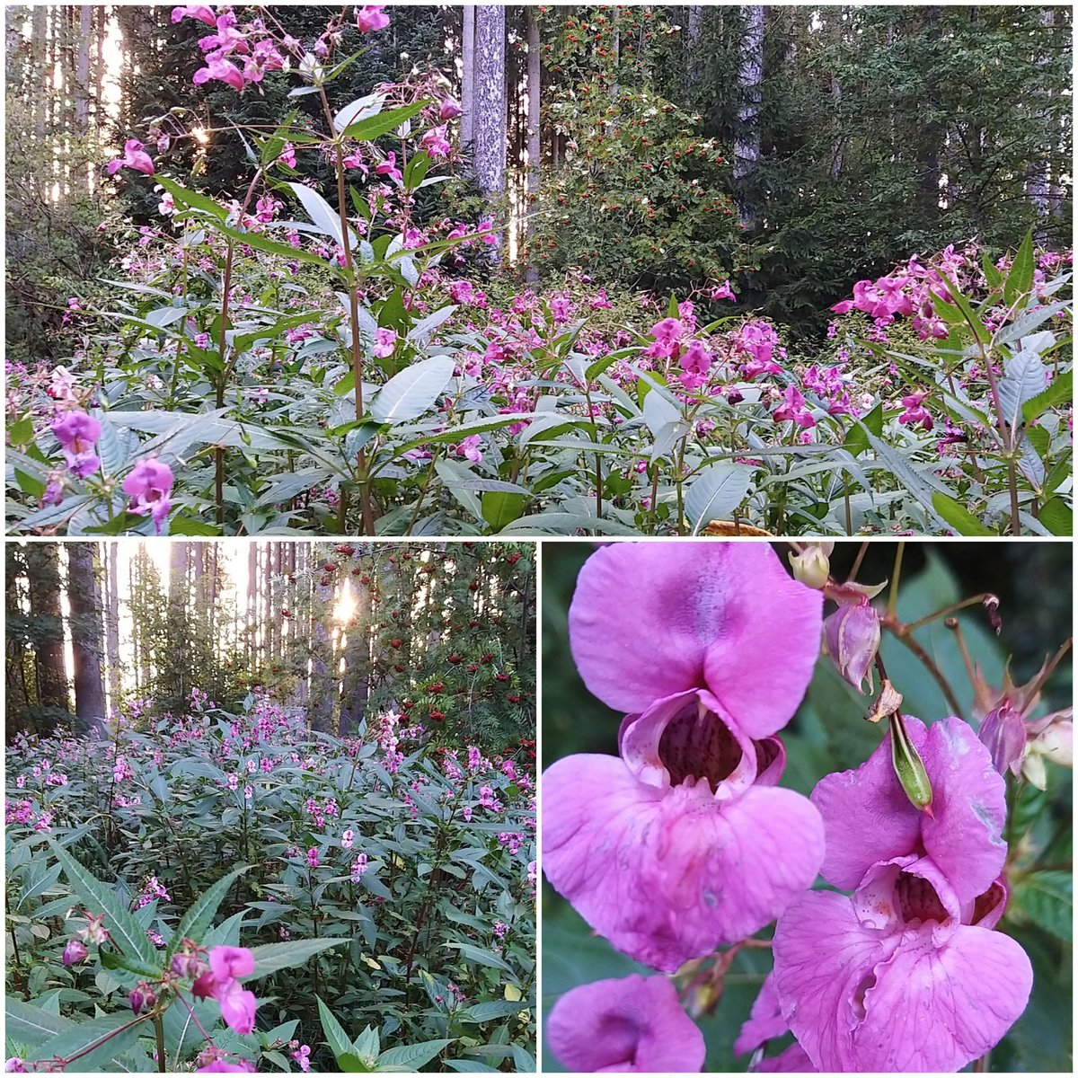 Barbaboe's tweet photo. #Springkraut #waldorchidee
#NaturePhotography
#forest #Wald
#sundayevening https://t.co/yztYTPgujB